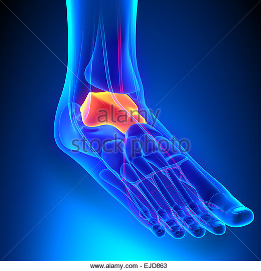 Sajkacsont – Wikipédia, Navicular csont