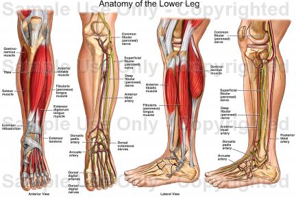 06 Legs: Downward Gravitational Pull